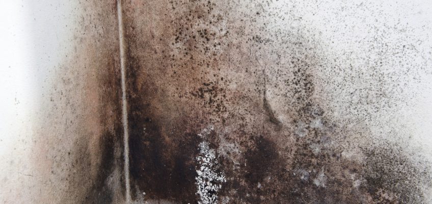 Mold